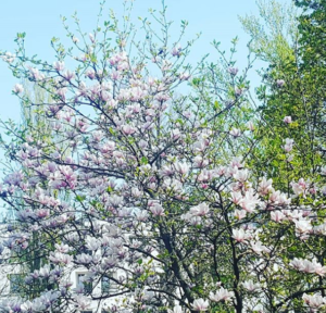 Planter des arbres